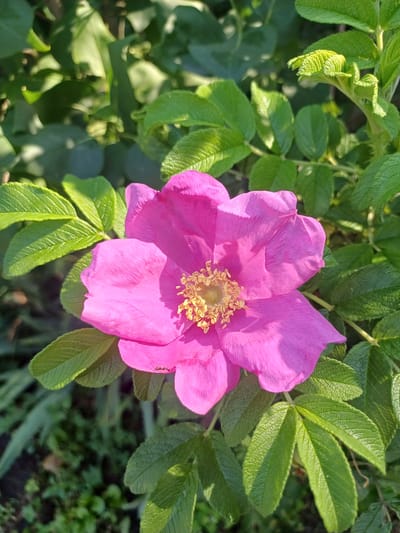 A vibrant pink rose with a yellow center is in full bloom, surrounded by lush green leaves. The lighting suggests it is daytime, with sunlight casting shadows on the petals and foliage. The background is a blur of green, indicating a natural outdoor setting likely in a garden or park. The specific location in Trypillia, Ukraine, is not discernible from the image itself, as there are no identifying landmarks or contextual clues. There are no people, animals, or any overt signs of human activity other than the presence of a cultivated flower.