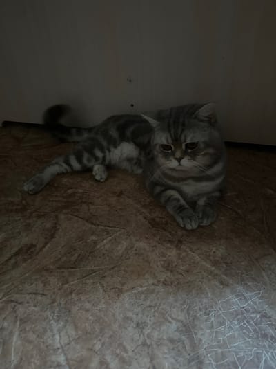 A grey and white tabby cat is lying on a textured floor. The cat is in the foreground, facing the viewer. The cat's body is oriented to the left, with its head turned to face the camera. Its eyes are partially closed, and its expression appears sad or tired. Its paws are tucked neatly in front of its body. The floor has a mottled brown and beige pattern with some white lines that appear to be scratches. In the background, a dark, indistinct wall is visible. The lighting is dim, creating shadows. The image does not provide any information that would allow for a determination of its location in Saraktash, Russia.
