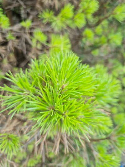 This is a close-up, outdoor, eye-level shot of bright green pine needles. The needles are sharp and pointed, clustered together on a branch. The background is blurred, showing more pine needles and branches, some of which are a brownish-green color. The overall impression is one of new growth and vibrant plant life.

This image was taken in Rzeszów, Poland. It depicts a section of a pine tree, likely in a park or garden within the city. There are no people or animals visible in the frame. The focus is entirely on the natural elements of the tree.