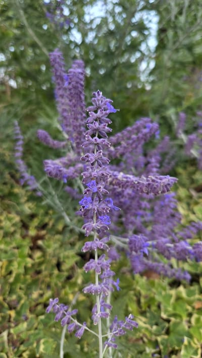 The image shows a close-up of a flowering plant with spikes of small, fuzzy, purple flowers. The flowers are arranged in whorls along a central stem. The background is blurred, showing green foliage and some out-of-focus white bokeh. The plant appears to be growing outdoors in a garden setting. There is no specific information within the image that indicates its location in Macé, France.