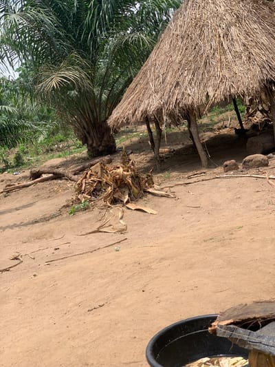 The image shows a palm tree with dry, brown leaves scattered on the ground. The palm tree is growing next to a thatched hut. The ground is dirt. In the upper right corner is a large, black plastic bucket. There are no people in the image. The scene is located in Egbeda, Nigeria, at latitude: 7.12, longitude: 5.362.