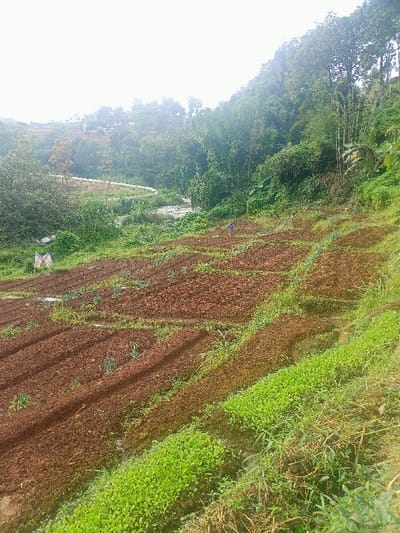 The image displays a verdant, terraced agricultural landscape in a hilly region, likely Kecamatan Pangalengan, Indonesia. The view is taken from an elevated position, looking down across multiple cultivated plots that step down a slope.
In the foreground and middle ground, numerous terraced fields are prominent. Many of these plots consist of freshly tilled, reddish-brown soil arranged in distinct rows, indicating recent preparation for planting. Other sections of the fields feature young, bright green plants, possibly vegetables or sprouts, growing in neat lines. Denser patches of lighter green vegetation and wilder grasses occupy the uncultivated areas and edges of the plots, particularly in the lower right.
A single person, clad in a blue shirt, is visible in the middle ground, standing within one of the farm plots, suggesting ongoing agricultural activity or presence.
Beyond the immediate cultivated land, the terrain descends into a valley where a winding river or stream can be seen. The opposite hillsides are densely covered with lush, green trees and thick bamboo groves, forming a natural backdrop. On a more distant hillside, a winding road or path is visible, along with what appears to be a white pipeline or series of structures conforming to the land's contours. The distant background features more terraced land and faint outlines of structures, all receding into a hazy, light-colored sky.
The lighting suggests an overcast day, providing soft, diffused illumination across the scene. In the lower-left section of the foreground, two small flags or banners, displaying a red, white, and blue color scheme (reminiscent of the US flag, but specific details are unclear), are partially visible on poles. No discernible text is visible on the flags or elsewhere in the image. The scene captures a peaceful yet active rural farming environment nestled within a rich, mountainous setting.