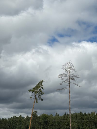 The image shows a view of the sky and treetops in Николо-Урюпино, Russia. Two trees are prominently featured. The tree on the left is green and leans to the right. The tree on the right is bare and appears dead, with thin branches extending outwards. Both trees are silhouetted against a backdrop of dramatic, heavy clouds. A dense line of green forest stretches across the bottom of the image, behind which the sky is visible.