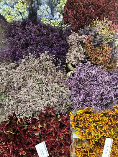The image displays an overhead perspective of a dense floral arrangement, likely a retail display, located in Warzymice, Poland. The scene is filled with numerous bundles of various cut flowers and plants.

The upper portion of the display features clusters of delicate light blue and white flowers, some of which are partially wrapped in clear plastic. Adjacent to these are dense formations of reddish-purple plants with small blossoms, alongside similar foliage presenting a mix of light purple, cream, and subtle orange hues. The mid-section prominently features expansive quantities of small-flowered plants, appearing in vibrant dark purple, lighter lavender, and pale pink tones.

In the lower foreground, bundles of dark red, tubular *Anigozanthos* (Kangaroo Paw) flowers are visible. Next to these are bundles of vibrant yellow-orange *Anigozanthos* flowers. Two white rectangular price tags are embedded within the display. One tag, positioned near the red *Anigozanthos*, reads "2,50" and "ANIGOZANTHUS (20)". The second tag, located by the yellow-orange *Anigozanthos*, also displays "2,50" and "ANIGOZANTHUS (120)". A small, light-colored, curved object is partially obscured amidst the central flower bundles. No individuals, specific actions, or interactions are present in the image.