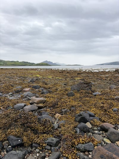 This image depicts a coastal landscape in Sconser, United Kingdom, under an overcast sky. The foreground is dominated by a dense, textured expanse of intertidal zone. Numerous dark grey and black rocks, varying in size, are scattered across a pebbly and rocky substrate. These rocks, along with the ground, are heavily covered in a thick layer of brown and yellowish-brown seaweed, notably varieties with numerous small, round air bladders. Patches of brighter green algae are interspersed within the brown seaweed in the midground.

The midground transitions into a calm body of water, likely a sea loch, with the water's edge displaying further partially submerged, seaweed-covered rocks. The water's surface is relatively still, showing minimal reflection.

In the background, a series of gently rolling green hills rise from the water's edge on the opposite shore. A small, white or light-colored building is visible on one of the hills to the left. Further into the distance, darker, more rugged mountain formations are discernible, partially obscured by the ambient atmospheric conditions. The sky is uniformly overcast with shades of light grey, indicating diffuse lighting and no direct sunlight. No people, specific actions, or prominent human-made objects other than the distant building are present in the scene.
