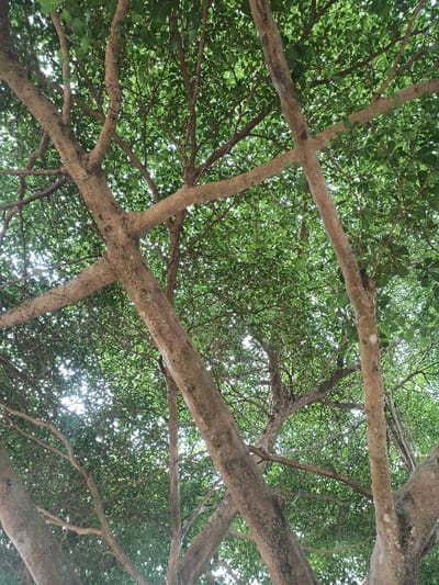 The image shows a dense canopy of green leaves from the perspective of looking up at the branches of a tree. The tree trunks are brown and textured, and the branches are thick and interlaced. The image was taken in a location with coordinates 5.951 latitude and 5.698 longitude, which corresponds to a location in Adanisievbe, Nigeria. No people or objects are visible in the image. The scene appears to be a calm and natural environment.