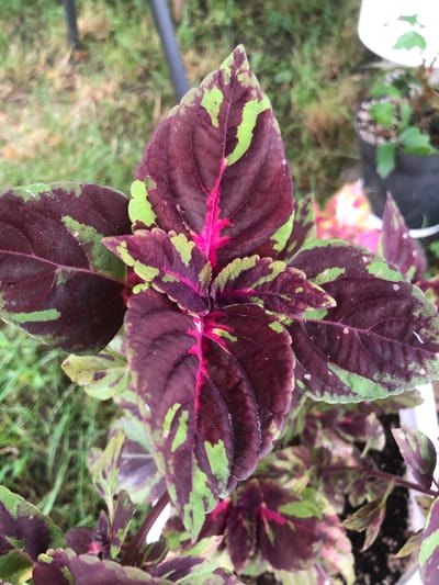 A close-up, overhead shot showcases the vibrant foliage of a coleus plant. The leaves display a striking pattern of deep burgundy and bright green, with hints of fuchsia running through the veins. The textured surface of the leaves is visible, some appearing slightly dusty. The background is a blur of green grass and out-of-focus elements, suggesting an outdoor setting. The overall impression is one of lush, healthy plant life. There is no visible indication of the city of Radomyshl, Ukraine.