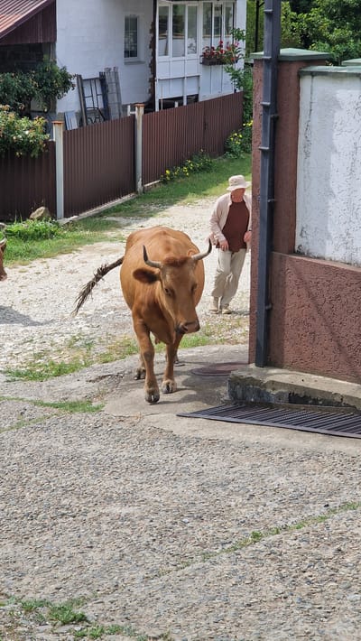A light-brown cow with horns and a braided tail walks on a gravel path towards the viewer, slightly angled to the left. Behind the cow, a person wearing a light-colored hat, a brown t-shirt, and a tan jacket walks away from the viewer. The scene is set in a rural or semi-rural environment, likely in Verkhovskoye, Russia, given the architectural style of the buildings and the presence of what appears to be a corrugated metal fence. A white building with a balcony and red flowers is visible in the background, along with a brown fence and some greenery. The ground is covered in gravel and concrete.