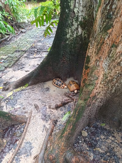The image depicts a muddy area at the base of two trees. Two turtles are sitting in a small puddle of water between the tree trunks. The trees have rough bark and are covered in some moss. The ground is covered in mud, small twigs, and leaves. A partially visible brick path is in the background. The location is Takdat, Thailand.