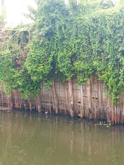 The image depicts a waterfront scene in Bang Kaeo Subdistrict, Thailand. A vertical concrete wall, partially obscured by thick green vines and dangling aerial roots, forms the backdrop. The wall appears to be constructed from a series of vertical wooden planks or concrete segments. In the foreground, a body of murky green water reflects the overhanging vegetation and the wall. The water's surface shows some debris and a small aquatic plant. The overall impression is one of overgrown nature encroaching on a man-made structure along a waterway. There are no people or animals visible in the image.