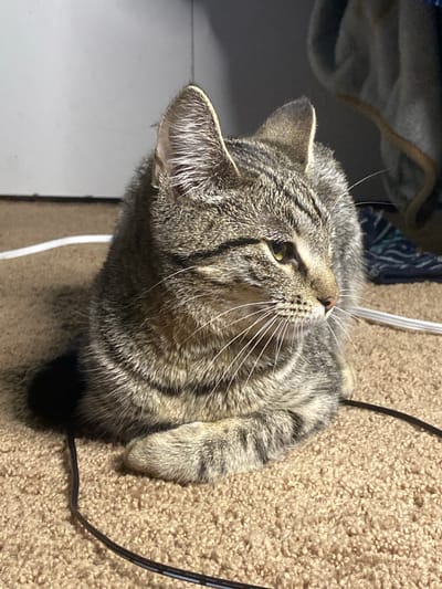 A tabby cat is lying on a light brown carpet. The cat is facing to the right, with its paws tucked underneath its body. The cat has green eyes and is looking off into the distance. There are two white cords and one black cord on the carpet around the cat. In the background, there is a white wall and a blurry image of some fabric. The image appears to be taken indoors. There is no indication of the location in Elizabeth City, United States.