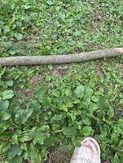 A close-up shot shows a rough-barked tree branch lying horizontally across a patch of green grass and broad-leafed weeds. A person's bare foot, wearing a light-colored sandal, is visible at the bottom right corner of the frame. The scene is set outdoors, likely in a natural or semi-natural environment such as a park or backyard. The image does not provide specific details to pinpoint its location within Mıxlıqovaq, Azerbaijan, beyond it being an outdoor area.