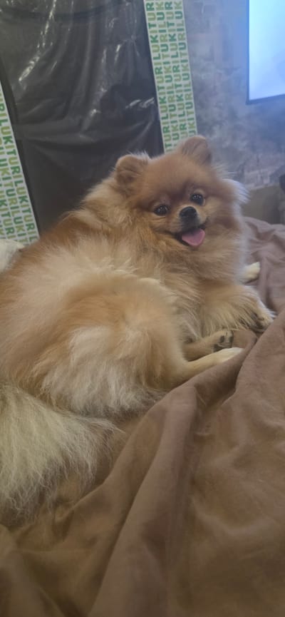 A fluffy Pomeranian dog lies on a brown blanket, looking at the camera with its tongue sticking out. The dog has light brown fur and dark eyes. The background is blurry, but appears to be an indoor setting with a dark wall on the left and a lighter wall with a television on the right. There is a green and white striped banner visible on the left side of the image. The image was taken in Velikiye Luki, Russia.