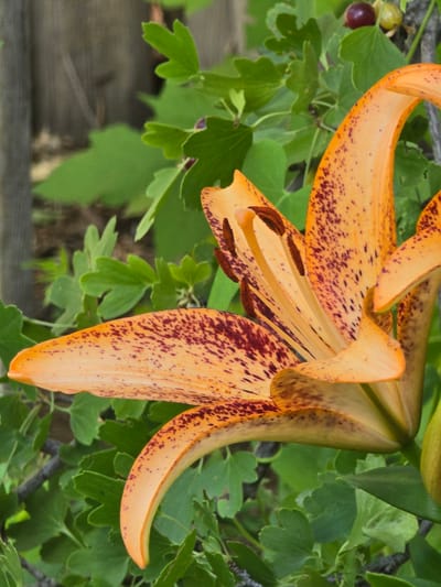A close-up, eye-level shot captures a vibrant orange tiger lily in bloom, its petals adorned with dark reddish-brown spots. The flower is partially open, revealing its stamens and pistil. Lush green foliage surrounds the lily, creating a soft, blurred background. In the upper right corner, a cluster of dark red and green berries is visible, nestled amongst the leaves. The scene is set against a backdrop of a weathered wooden fence. The image does not depict any people, actions, or interactions. The specific location within the city of Jezqazğan, Kazakhstan, is not discernible from the visual information provided.