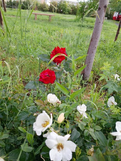This media file depicts a close-up view of a rose bush in bloom, set against a backdrop of green grass and trees. Two vibrant red roses are prominent in the upper half of the frame, with several delicate white roses and buds in the foreground and midground. The leaves of the rose bushes appear wet, suggesting recent rain or dew. The setting seems to be a park or garden, with a wooden bench visible in the distance. The overall ambiance is serene and natural, possibly indicating a pleasant, overcast, or post-rain day. There is no visible text in the image. The location context is Oral, Kazakhstan.