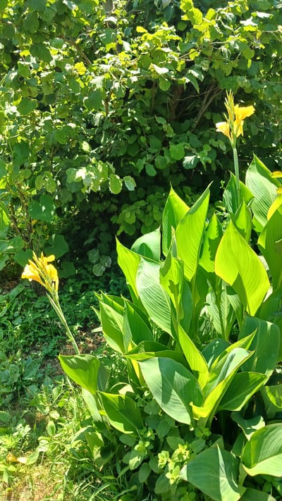 A sunny, outdoor scene captures a patch of lush greenery in Yalama, Azerbaijan. In the foreground, vibrant green, broad leaves of a Canna Lily plant dominate the right side of the frame. Two yellow Canna Lily flowers stand tall, one on the right near the top and another further left and lower. Behind the Canna Lilies, a dense, leafy bush fills the background, its branches and foliage illuminated by the bright sunlight. The ground beneath is covered with a mix of green grass and smaller plants.