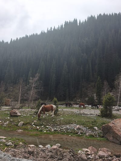 The scene depicts a rural, possibly mountainous area near Grigor'yevka, Kyrgyzstan. A dense forest of evergreen trees covers a hillside in the background, obscured slightly by mist. In the foreground, a small stream flows over a rocky bed. Several horses graze in a grassy area between the stream and the forest's edge. One horse, brown with a white mane and tail, is closest to the stream. Other horses, mostly brown, are further back. Scattered rocks and sparse vegetation characterize the area where the horses are grazing. There are also some small deciduous trees.