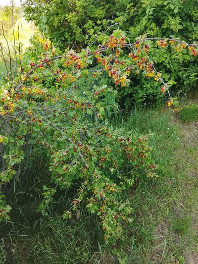 This is a full, eye-level, outdoor, daytime shot of a gooseberry bush laden with ripe berries in a rural setting, possibly within the Патоцкі сельскі Савет, Belarus. The bush is dense and leafy, with branches heavily populated by clusters of small, round berries. The berries exhibit a range of colors, from bright yellow and orange to deep red and dark purple, indicating varying stages of ripeness. The leaves of the bush are a vibrant green, with some showing signs of age or slight discoloration. The bush is positioned in a grassy area, with the tall green grass in the foreground and middle ground. In the background, more greenery and foliage are visible, suggesting a natural or semi-wild environment. The light is bright, casting subtle shadows, and the overall atmosphere is one of abundance and nature. There are no people or animals present in the image.