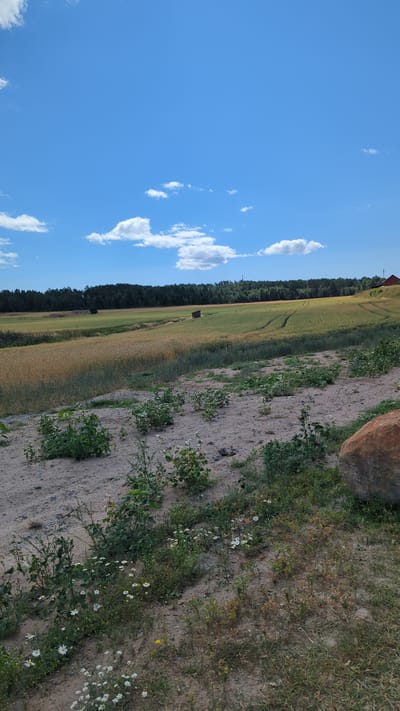 The image depicts a rural landscape under a bright blue sky with scattered white clouds. In the foreground, a sandy, uneven ground is covered with sparse vegetation, including small green plants and white wildflowers. To the right, a large, light brown boulder is visible.
In the mid-ground, there are fields of golden-brown crops, likely wheat or barley, divided by paths or furrows. A small, dark-colored shed with a pitched roof is situated within these fields. Beyond the fields, a dense forest lines the horizon, with a few trees interspersed in the middle distance. A tall, thin structure, possibly a tower or communication mast, is visible against the treeline. On the far right, a red building, likely a barn or house, is partially visible. The overall impression is of a peaceful, agricultural setting on a clear day. This scene is located in the municipality of Larkollen, Norway.