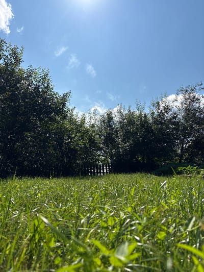The image depicts a low-angle view of a grassy field in front of a dense line of trees. The sun is shining brightly in a blue sky with scattered white clouds. In the distance, a dark wooden fence is partially visible through the trees. The grass is lush and green, with some blades appearing to glow in the sunlight. The overall scene suggests a peaceful, natural setting, likely a rural area or a park. The specific location is identified as Aleshino, Russia. There are no people or animals visible in the image.