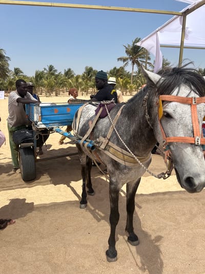 Captured in the city of Communauté rurale de Malicounda, Senegal, the scene presents a gray horse hitched to a blue cart. A person is seated on the horse, and another stands next to the cart. The surroundings include a sandy ground with palm trees in the background. A white canopy structure is visible overhead.