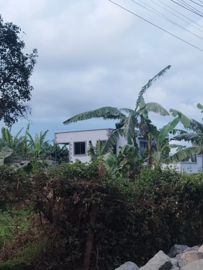 The image shows a modern two-story house with white walls and a gray roof in the town of Othaya, Kenya (coordinates: -0.44, 36.958). The house is partially obscured by a dense hedge in the foreground. The hedge is green and lush, with some brown branches visible. Behind the hedge, there are several banana trees. The sky is overcast with gray clouds. The house has a window on the second floor and a door on the first floor. The house is surrounded by a garden with green plants and trees. There are some gray rocks in the foreground. The image was likely taken from a public road or sidewalk. There are no people present in the image. There are several power lines running across the sky. The image was likely taken in the afternoon or early evening. The house is in a suburban or rural area.