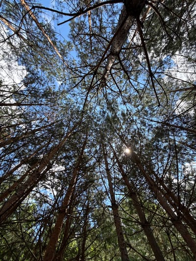 The image is a low-angle shot looking up through the canopy of pine trees. The sky is visible between the branches and needles, appearing as a bright blue with scattered white clouds. The sun is partially visible through the foliage, creating a lens flare effect. The tree trunks are rough and brown, and the branches are dark and complex, forming a dense network against the sky. The overall impression is of a dense forest. The location is identified as Khmilna, Ukraine, which suggests a natural outdoor environment. There are no people or animals visible in the image. The scene depicts a moment in nature, focused on the interplay of light and shadow within a forest.
