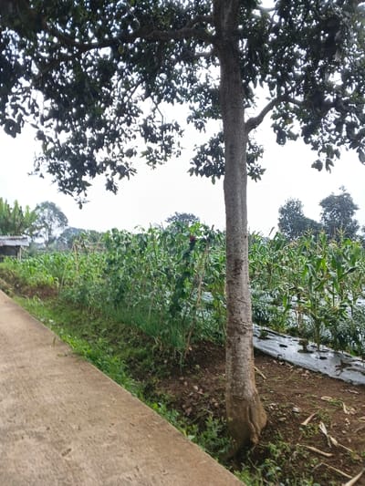The image presents an agricultural scene in Nipa, Papua New Guinea, under an overcast sky. In the foreground, a light-colored concrete path or road extends diagonally from the bottom left. Adjacent to the path, the ground slopes down to cultivated land.
A prominent, mature tree with a thick, rough trunk stands on the right side of the frame, its extensive canopy of dark green leaves spreading across the top portion. A pale, oval-shaped fruit is faintly discernible hanging from one of its branches.
The cultivated field showcases diverse crops. Immediately next to the concrete path, rows of short, bright green plants, possibly green onions or similar ground-level vegetables, are visible. Further into the field, taller, leafy green plants, potentially climbing beans or similar legumes, are supported by stakes or trellises. One of these plants features a dark red/purple fruit or flower. Beyond these, a wide section of young corn (maize) plants grows in neat rows, with black plastic mulch laid out on the soil between them, likely for weed suppression and moisture retention.
In the background, a small, rustic structure with a corrugated metal roof is partially visible on the far left, nestled among other trees, including what appear to be banana plants. Additional trees dot the distant landscape beneath a bright, uniformly gray, overcast sky. No people are present, indicating a tranquil farming environment. No text is visible in the image.