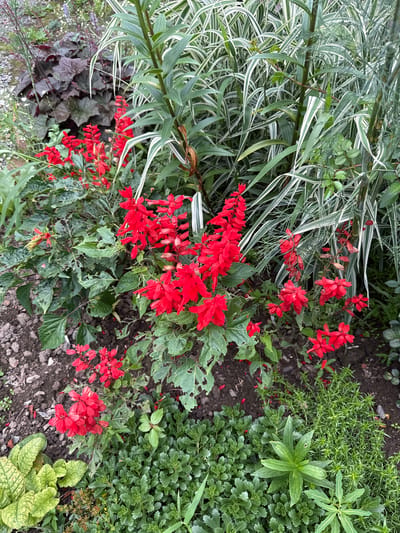 The image depicts a close-up view of a garden bed in Pod'yapolskoye, Russia. The primary subject is a cluster of vibrant red salvia flowers with their characteristic tall spires of blooms. Surrounding the salvia are various green plants, including variegated ornamental grass with striking white and green stripes, broad-leafed plants with dark purple foliage, and smaller, low-growing green ground cover. The soil is dark and appears to be a mixture of earth and gravel. The overall impression is one of a lush and varied garden setting. There are no people or animals visible in the image.