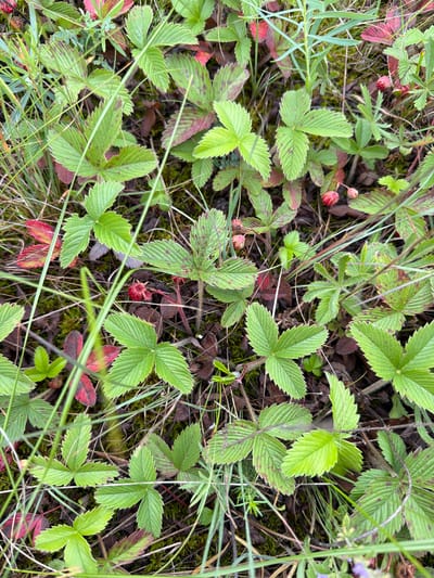 The image is a close-up, overhead shot of wild strawberry plants growing in a natural, outdoor setting. The plants are characterized by their vibrant green, toothed leaves, some of which show reddish-brown discoloration, suggesting seasonal changes or perhaps a mild nutrient deficiency. Several small, red wild strawberries are visible amongst the foliage, indicating a fruiting stage. The ground beneath the plants appears to be covered with dry grass, moss, and soil, typical of a woodland or meadow environment. Long blades of grass are interspersed throughout the scene, adding to the wild and uncultivated appearance. The lighting suggests it is daytime, with no strong shadows indicating harsh sunlight. The overall mood is natural and serene, capturing a moment in the life cycle of wild strawberries. There is no visible text in the image. The location context is Kendektamak, Russia.