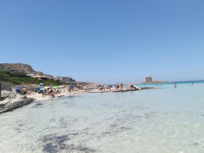 This is a wide-angle, eye-level, outdoor photograph of a sunny beach scene in Stintino, Italy, likely taken in the late morning or early afternoon. The clear, turquoise water of the Mediterranean Sea dominates the foreground, revealing a sandy bottom with scattered dark green seaweed. Several people are visible in the shallow water, wading and standing.

The middle ground depicts a rocky, populated beach area. Numerous beachgoers are scattered across the sand and rocks, some relaxing under brightly colored umbrellas, others walking or interacting. A woman with dark hair and a white top and shorts is walking into the water, facing away from the camera. To the left, a rocky outcrop with sparse vegetation extends into the sea, and further back, a building with a brown roof and a sign that appears to say "Ginepri" is nestled into the hillside.

In the background, a historic stone tower stands on a rocky islet in the sea, a characteristic landmark of the area. More people are visible around the tower and in the water nearby. The sky is a clear, bright blue, with no clouds visible. The overall impression is one of a vibrant, busy summer beach day.