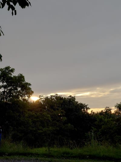 The image is a vertically oriented landscape shot taken at dusk in Frankfort, United States. The scene is dominated by a gradient sky, transitioning from a light grey at the top to a warmer, golden hue near the horizon. Wispy clouds are visible against the sky, catching the last rays of sunlight.

The right side of the image is filled with lush, dark green foliage, forming a dense treeline. The setting sun is partially obscured by the trees, casting a bright glow and creating a dramatic effect. In the foreground, to the right, is a narrow strip of green grass and a rougher path with small stones, suggesting a natural or semi-rural setting.

On the left side of the frame, closer to the viewer, are the dark silhouettes of tree leaves, some appearing sharply defined against the muted sky. The overall atmosphere is serene and tranquil, indicative of the end of a day. There is no visible text in the image. The weather appears clear with a few scattered clouds. The time of day is clearly sunset.