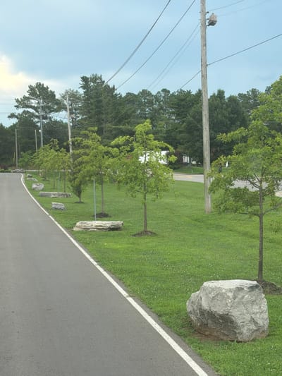 The image shows a roadside scene in Murfreesboro, United States of America. A paved road with a white line runs along the left side of the frame, bordered by a grassy area. Several young trees are planted in a row along the grass, with large rocks placed at the base of some of them. In the background, there is a line of tall trees, and beyond that, some buildings and utility poles with overhead wires. The sky is overcast.