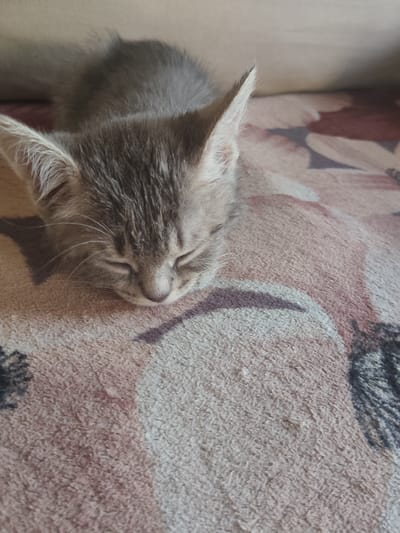 A close-up, eye-level shot shows a young, gray tabby kitten sleeping peacefully on a soft, patterned blanket. The kitten's eyes are closed, and its head is resting on the blanket, with its ears pointed upwards. The blanket has a floral pattern in shades of pink, brown, and cream, with some darker floral or leaf-like elements. The background is softly blurred, suggesting a shallow depth of field. The lighting appears to be natural and diffused, casting gentle shadows. There is no visible indication of the location being within the city of Temernitskiy, Russia.