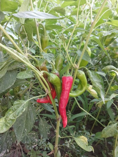 The image shows a close-up of chili peppers growing on a plant. There are several peppers visible, some are red and ripe, while others are green and still developing. The plant has large, green leaves and a central stem. The background is blurred, but appears to be an outdoor setting with more foliage and soil visible. The lighting suggests it is daytime, with natural light illuminating the peppers. The scene is consistent with a garden or farm setting in Urabashi, Uzbekistan.
