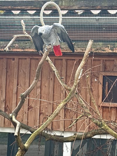 An African Grey parrot with its wings partially spread is perched on a branch. The parrot has grey plumage and a bright red tail feather. The background consists of a wooden structure and a wire mesh enclosure. The scene is set within an aviary or zoo in Bassum, Germany.