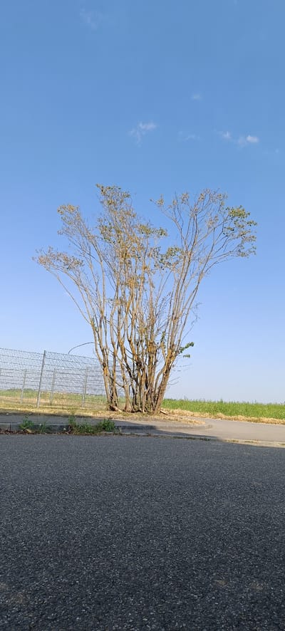 This is a vertical, full-shot photograph of a solitary tree standing beside a paved road and a wire mesh fence. The tree, bare of most of its leaves, has a multi-trunked base and a canopy of thin, branching limbs, some of which still bear a sparse scattering of green leaves. The tree is positioned on a grassy embankment that transitions to a field of green crops under a clear, bright blue sky with a few wispy white clouds. A chain-link fence runs horizontally across the middle ground, separating the road from the grassy embankment and field. The foreground is dominated by the texture of the asphalt road. The scene appears to be an outdoor, undeveloped area, possibly on the outskirts of Winnenden, Germany, given the context provided. There are no people or animals visible in the image. The lighting suggests it is daytime, likely morning or late afternoon due to the angle of the light and the clear sky.