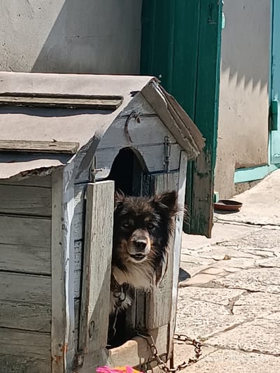 A medium-sized, dark-haired dog with a white chest peeks out of a wooden doghouse. The doghouse is weathered and grey, with a sloping roof and an open entrance. The dog's head and upper body are visible. A metal chain is attached to the doghouse and extends towards the bottom of the frame. The doghouse is situated on a cobblestone ground. In the background, a green wooden door is visible, along with a light-colored wall. The lighting suggests it is a sunny day, casting shadows on the wall and ground. The scene is set in a yard or outdoor space, possibly in the city of Artsyz, Ukraine, given the presence of typical residential elements.