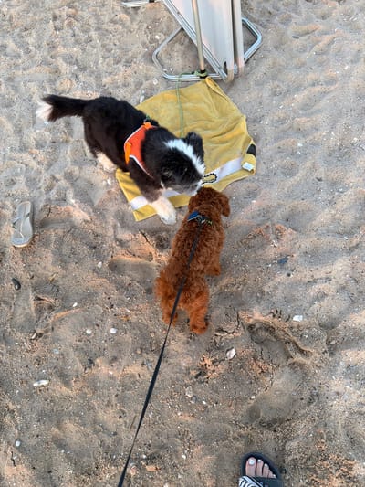 Two dogs are on a sandy beach. One is a larger black and white dog with an orange harness, lying on a yellow towel. The other is a smaller, reddish-brown curly-haired dog with a blue collar and leash, standing and facing the larger dog. A beach chair and a flip-flop are also visible on the sand. The image appears to have been taken from a high angle, looking down.
