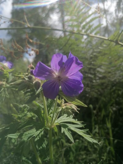 A close-up shot captures a single purple flower in bloom, its delicate petals unfurling towards the sunlight. The flower is positioned slightly off-center to the right, with its stem reaching upwards. Surrounding the bloom are green leaves and unopened flower buds, all part of the same plant. In the background, out-of-focus green foliage and branches create a natural, outdoor setting, hinting at a park or garden. A faint rainbow-like glare streaks across the top of the image, possibly from lens flare or dew drops. The scene is set in Lagerevo, Russia.