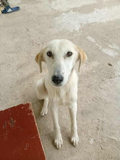 A light-colored dog with floppy ears and dark eyes sits on a concrete surface in what appears to be an outdoor urban setting in Lanchkhuti, Georgia. The dog is facing the camera directly, with its front legs extended. To the left of the dog, a worn, reddish-brown object, possibly a piece of furniture or a board, is visible. In the background, near the top left corner, a pair of blue sandals with white stripes are placed on the ground. The concrete surface shows some cracks and variations in texture. The lighting suggests it is daytime.