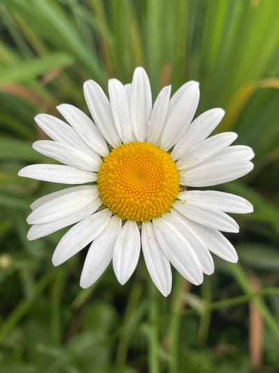 A close-up, top-down shot of a single white daisy with a bright yellow center, set against a blurred background of green grass and foliage. The daisy is in focus, with its white petals fanning out symmetrically from the textured, circular center. The lighting appears natural, suggesting an outdoor setting. No specific location within Маминское, Russia is identifiable from the image itself, as it is a generic close-up of a flower.