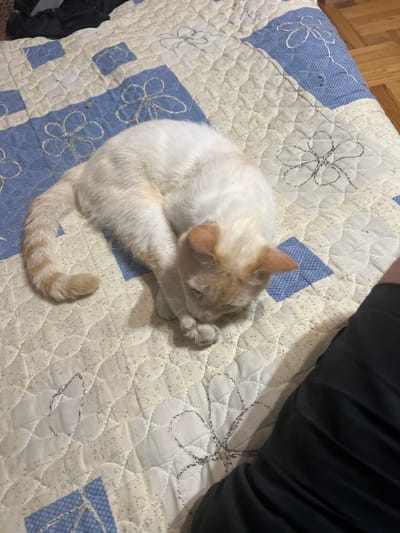 A light-colored cat with orange markings is curled up on a quilted bedspread. The bedspread features a pattern of blue squares and white floral outlines. A person's dark clothing is visible in the lower right corner of the image. The scene takes place indoors.