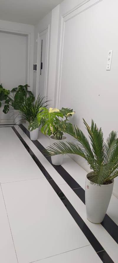 This media file depicts a hallway with several potted plants arranged along the wall. The plants are in white pots and vary in type, including a Monstera and a palm-like plant. The floor is tiled with a striking pattern of white and black stripes. The walls are white, and on the right wall, there is a double electrical outlet. The scene appears to be indoors, in a well-lit hallway, possibly in a modern apartment or building. The time of day is not discernible, and there is no indication of weather. The image does not contain any people or text. The provided location context of Baghdad, Uzbekistan, is not supported by visual cues within the image itself.