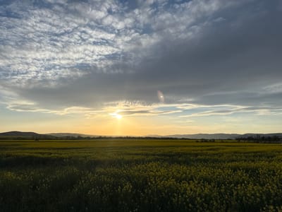 This media file presents a wide-angle landscape photograph taken at sunset over a vast field of blooming yellow flowers, characteristic of rapeseed or canola, in Sadievo, Bulgaria.

The foreground is dominated by the dense, vibrant yellow-green field, stretching from the bottom of the frame towards the horizon. In the mid-ground, a range of low, undulating hills or mountains forms a dark, silhouetted band against the bright sky. Subtle tree lines are visible along the base of these hills, and on one distant elevation to the right, two wind turbines are discernible.

The sky occupies the upper half of the image, displaying a dynamic mix of clouds. On the left, wispy, fragmented white and light gray clouds, possibly cirrocumulus, are illuminated by the setting sun. Towards the right, the clouds appear heavier and darker, suggesting a more overcast area. The sun, a bright golden orb, is positioned low on the horizon, slightly left of the center, casting a brilliant, warm glow across the lower sky and reflecting off the clouds. This creates a lens flare or sunburst effect around the sun itself.

The time of day is clearly sunset or late afternoon, characterized by the golden light and the low position of the sun. The scene evokes a sense of expansive natural beauty and tranquility. There are no people or visible text in the image.