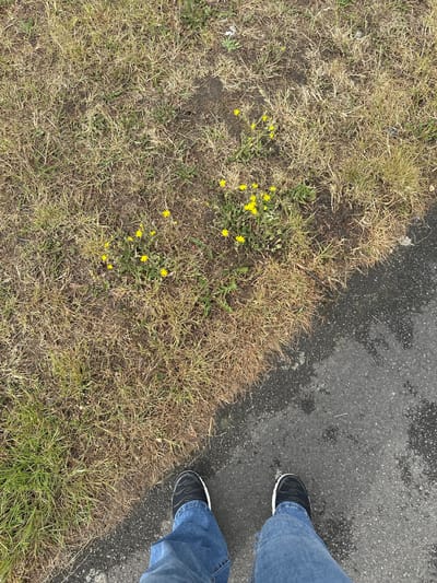 The image captures an overhead view of a person's legs and feet standing at the edge of an asphalt surface next to a grassy area. The person is wearing blue denim jeans and black sneakers with white soles. The right leg and foot are partially visible in the upper right, while the left leg and foot are visible in the lower right, both positioned on the asphalt.
The ground comprises two main sections: a dark grey asphalt surface on the right and upper right, and a natural, uneven grassy verge on the left and lower left. The asphalt appears worn, with some lighter patches suggesting moisture or varying textures. The grassy area is predominantly dry and brownish-yellow, indicating sparse or dormant grass, though some patches of greener grass are also visible. Exposed dirt is present among the grass. Scattered within the grassy area are several small clusters of vibrant yellow flowers, likely dandelions or similar wild flowers.
The lighting is soft and even, suggesting an overcast day. No harsh shadows are present. There is no discernible activity beyond the person standing. No text is visible in the image. The scene depicts a common outdoor environment, possibly a path, sidewalk, or roadside in Reading, United Kingdom.