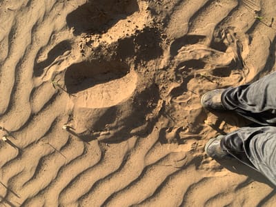 The image shows a sandy terrain with undulating patterns, likely sand dunes. There are footprints in the sand, one of which is a large, indistinct impression, and another that appears to be a human footprint near a person's feet. The person is wearing dark pants and slip-on shoes. Sparse vegetation is visible, with a few green blades of grass sticking up from the sand. The image is taken from an overhead perspective. It is impossible to confirm its location in Varviškė, Lithuania, from visual evidence alone.