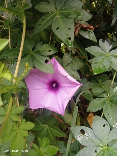The image displays a single, open, trumpet-shaped flower, primarily light lavender-purple with a distinct darker magenta-purple throat, centrally positioned within a dense, verdant environment. The flower's petals exhibit visible vertical pleats. It is surrounded by numerous green leaves of varying morphology, some of which appear wet or dewy and show multiple small, irregular perforations consistent with insect damage. Slender green vines or stems are interwoven among the foliage. Scattered brown, dried leaf matter is visible in the background. No individuals or animals are present. A timestamp, "2025/10/01 15:18," is imprinted in the lower-left corner of the frame. The scene is located in Ciputri, Indonesia.