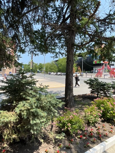The image shows a street scene in Spassk-Dal'nij, Russia. In the foreground, a large evergreen tree partially obscures the view. To the right, a flowerbed with pink and red flowers lines the sidewalk. A person in dark clothing is walking on the sidewalk, carrying a bag over their shoulder. Beyond the sidewalk, a road with a pedestrian crossing is visible, with several cars parked or driving. In the background, there are buildings and more trees. The scene appears to be set during the daytime, under a clear sky, suggesting fair weather. The overall impression is a typical urban street with greenery and pedestrian activity. There is no visible text in the image.