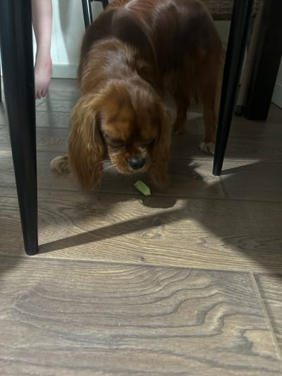 An auburn-colored Cavalier King Charles Spaniel is on a wooden floor, with a human foot visible in the background. The dog is looking down at a small piece of green vegetable on the floor. The scene appears to be indoors, possibly in a dining room or kitchen, given the wooden floor and table legs. The lighting suggests it is daytime. The specific location within Dydyldino, Russia, cannot be determined from the image alone.
